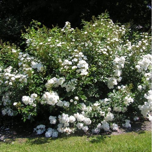 Fehér - Apróvirágú - magastörzsű rózsafa- bokros koronaforma